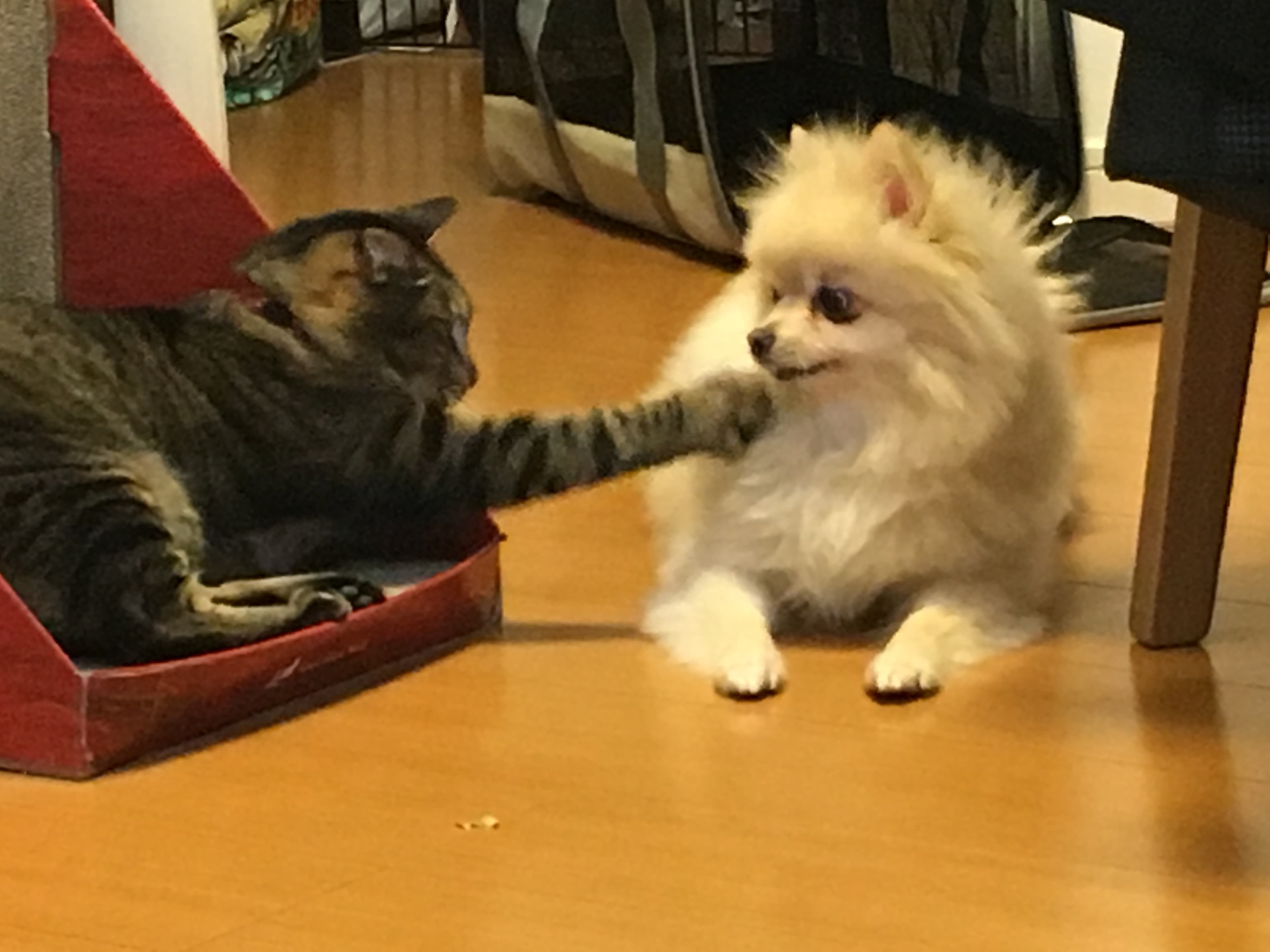 猫屋 outlook猫太郎